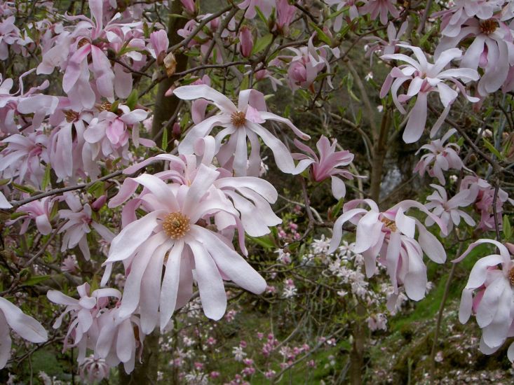 Parco Botanico del Gambarogno